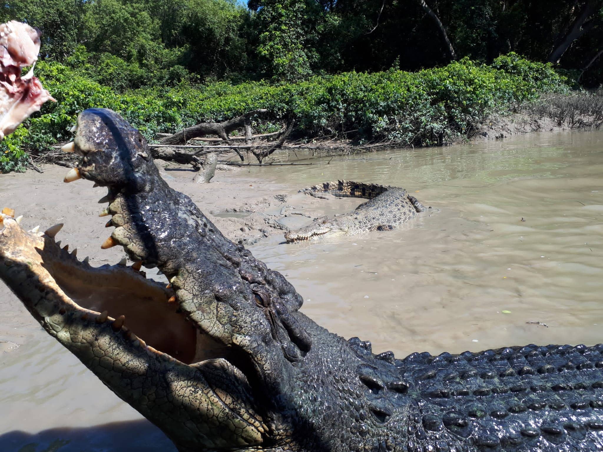 Jumping croc tour