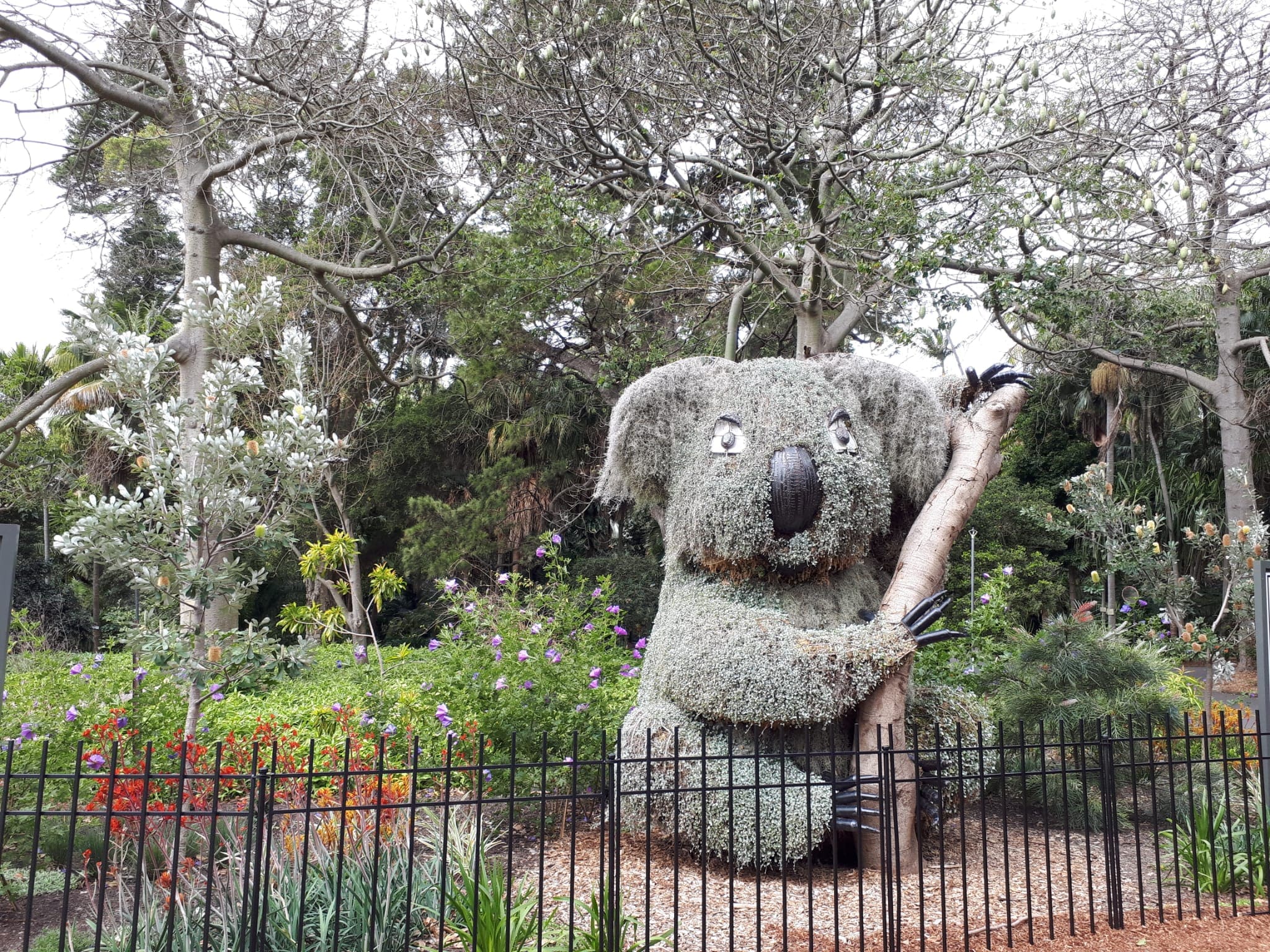 Koala