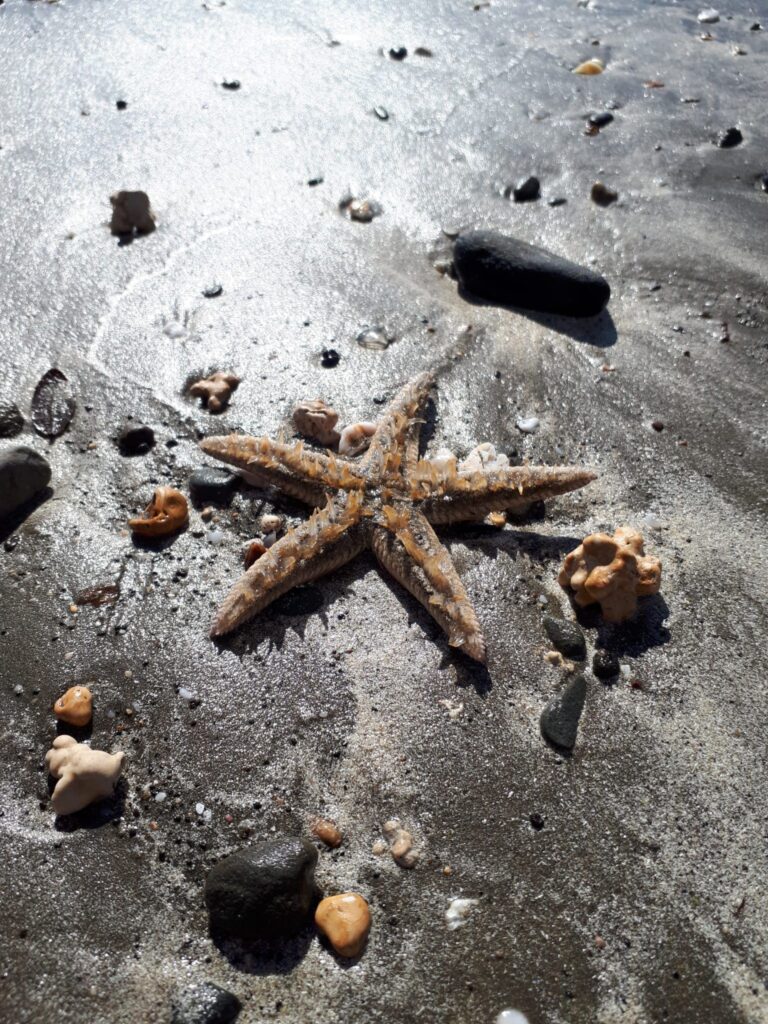 seastar